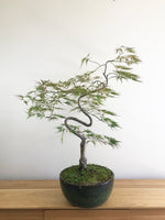 JAPANESE WEEPING LACE MAPLE (INFORMAL) - MiniGardens NZ