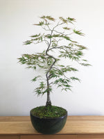 JAPANESE WEEPING LACE MAPLE (INFORMAL) - MiniGardens NZ