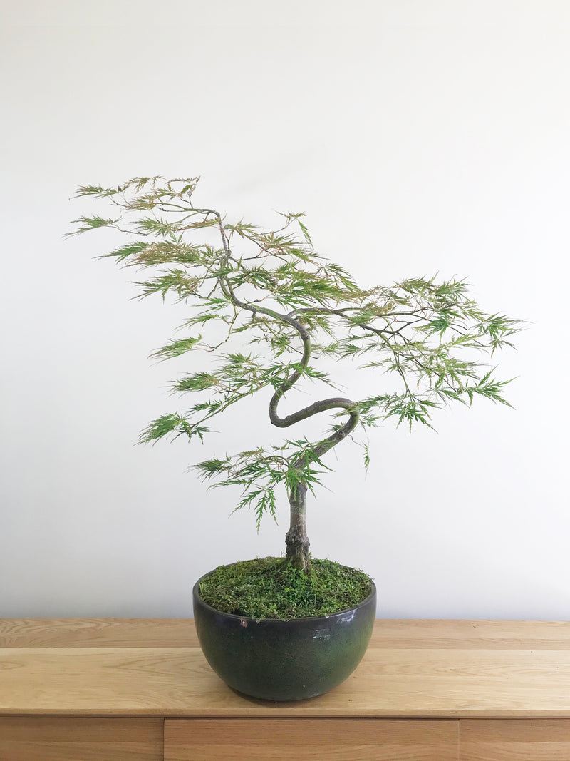 JAPANESE WEEPING LACE MAPLE (INFORMAL) - MiniGardens NZ