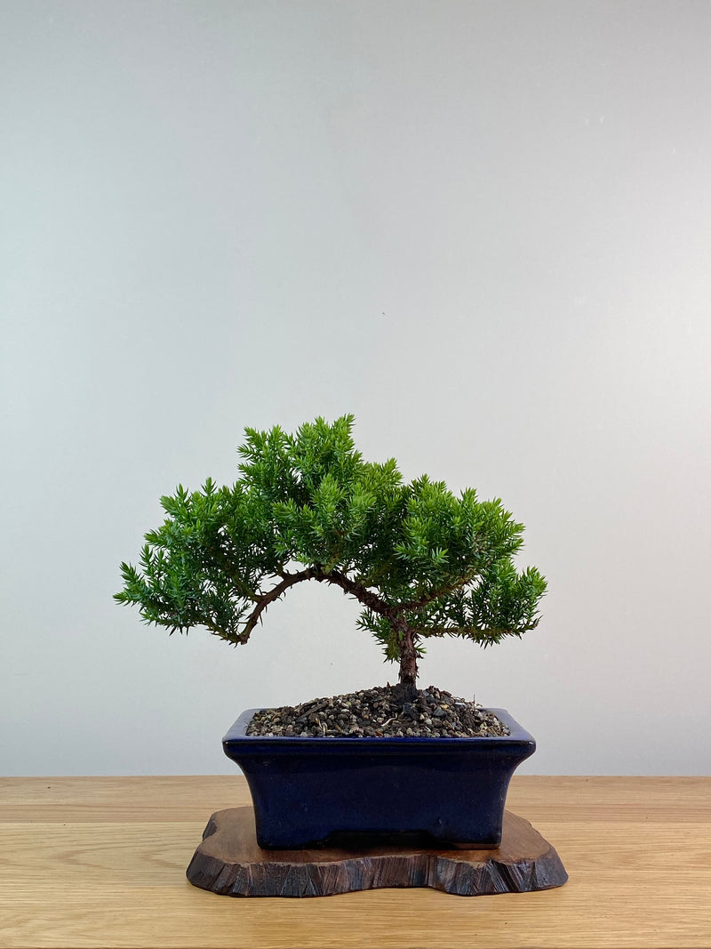 JAPANESE JUNIPER (X003)