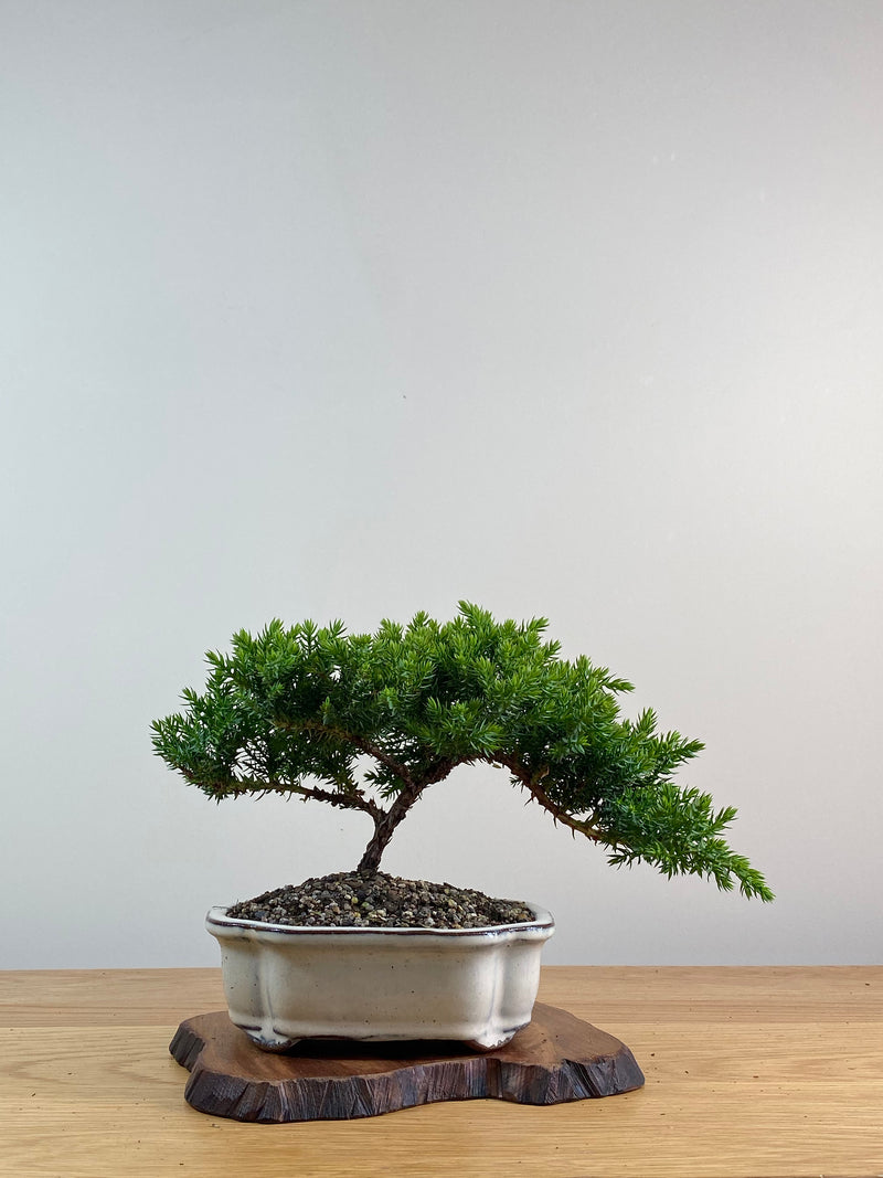 JAPANESE JUNIPER (X028)