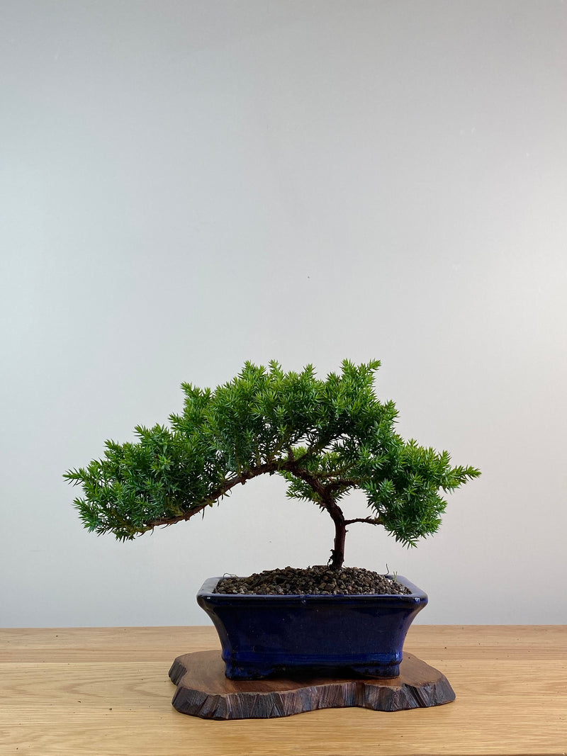 JAPANESE JUNIPER (X029)