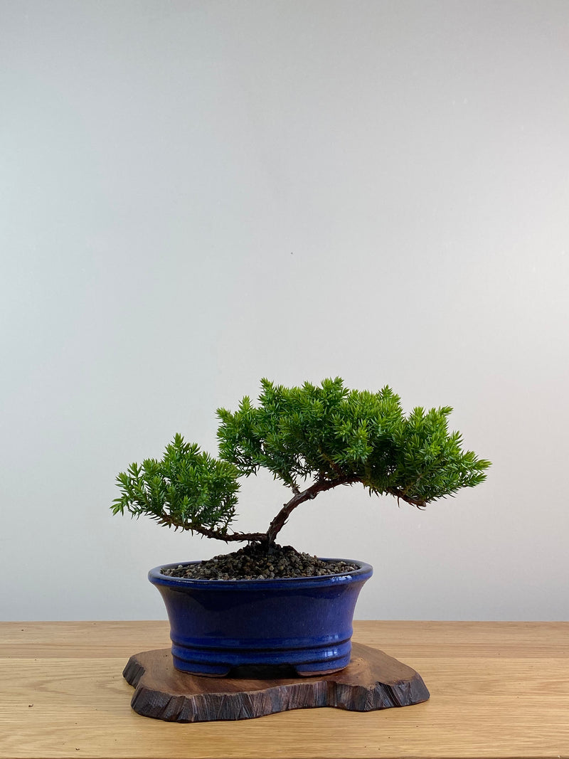 JAPANESE JUNIPER (X040)