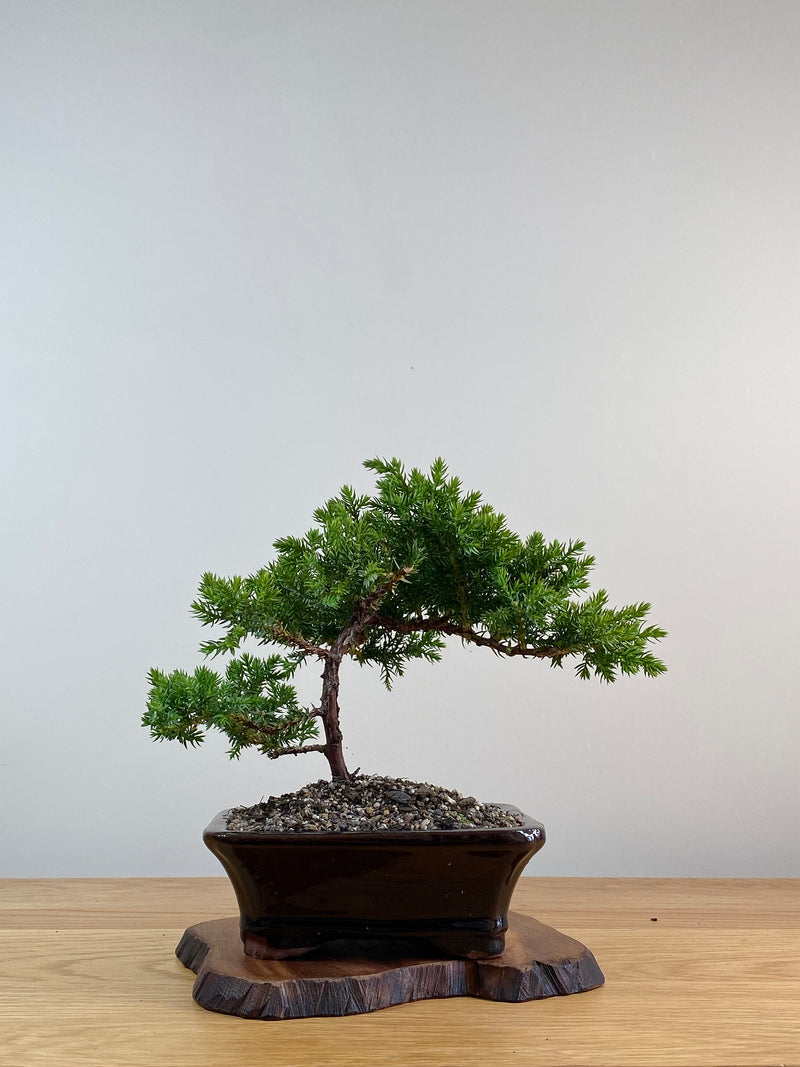 JAPANESE JUNIPER (X042)