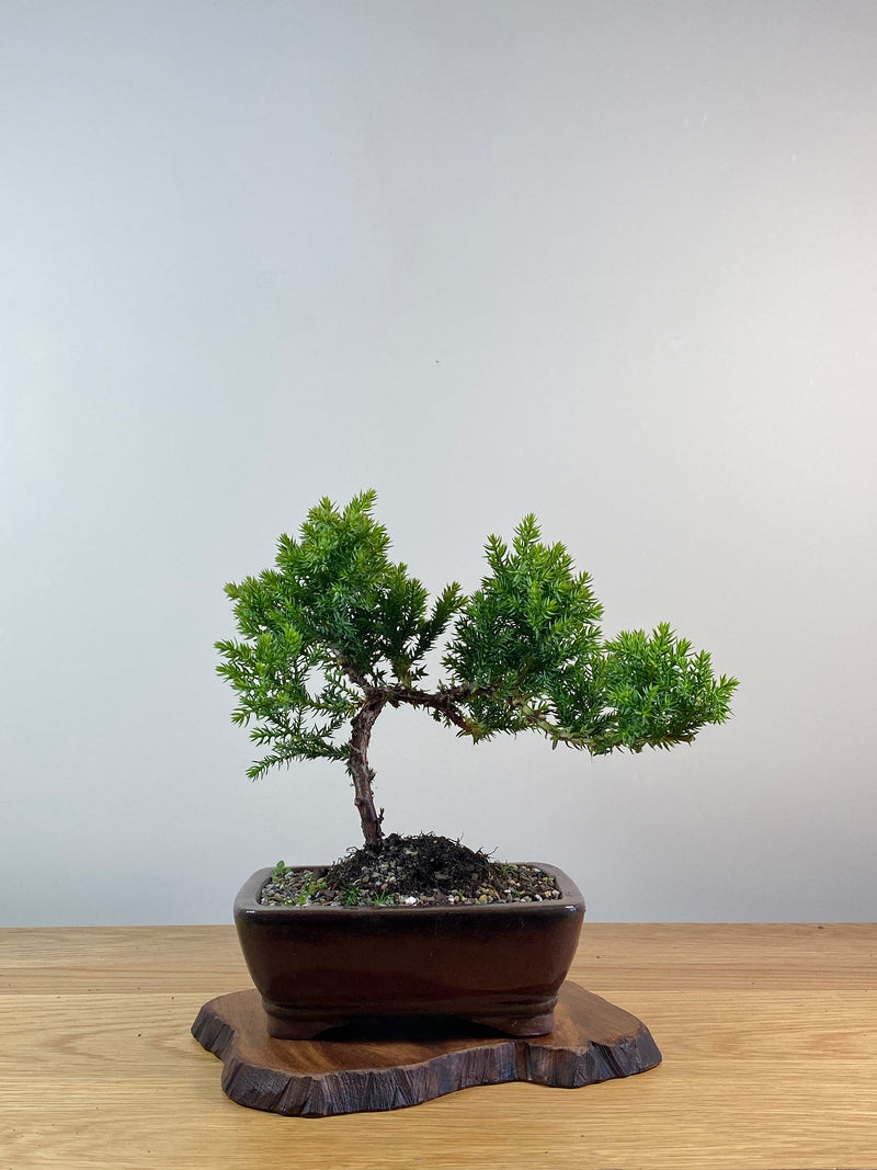 JAPANESE JUNIPER (X061)