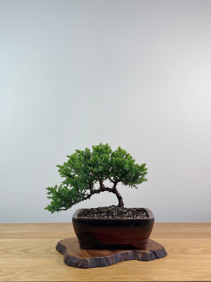 JAPANESE JUNIPER (X063)