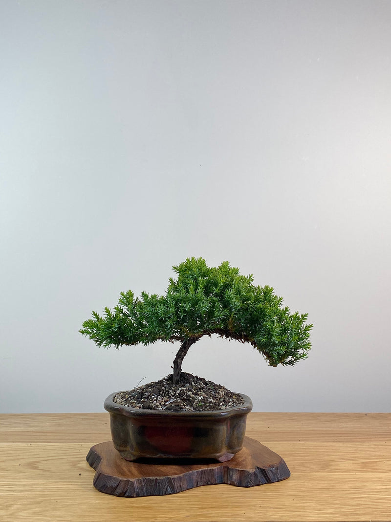 JAPANESE JUNIPER (X067)