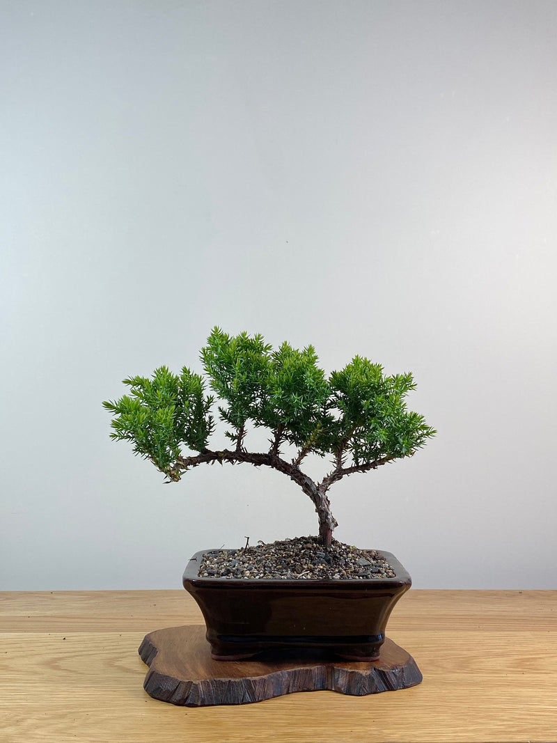 JAPANESE JUNIPER (X073)