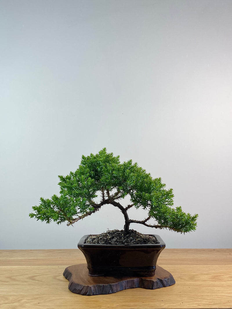 JAPANESE JUNIPER (X089)