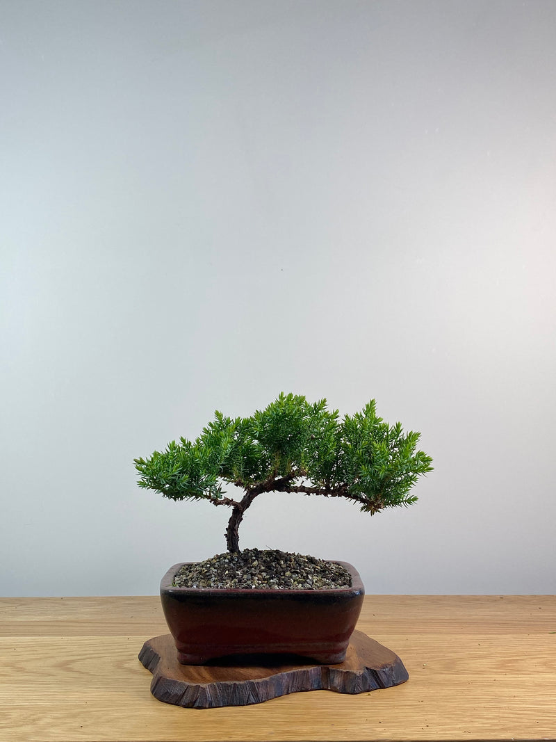 JAPANESE JUNIPER (X091)