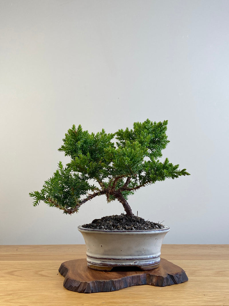 JAPANESE JUNIPER (X096)