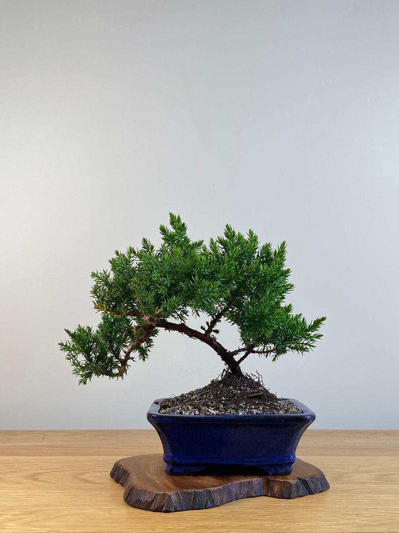 JAPANESE JUNIPER (X100)