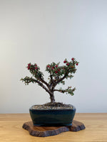 COTONEASTER (X114)