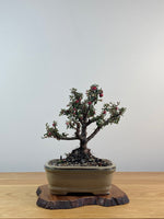 COTONEASTER (X202)