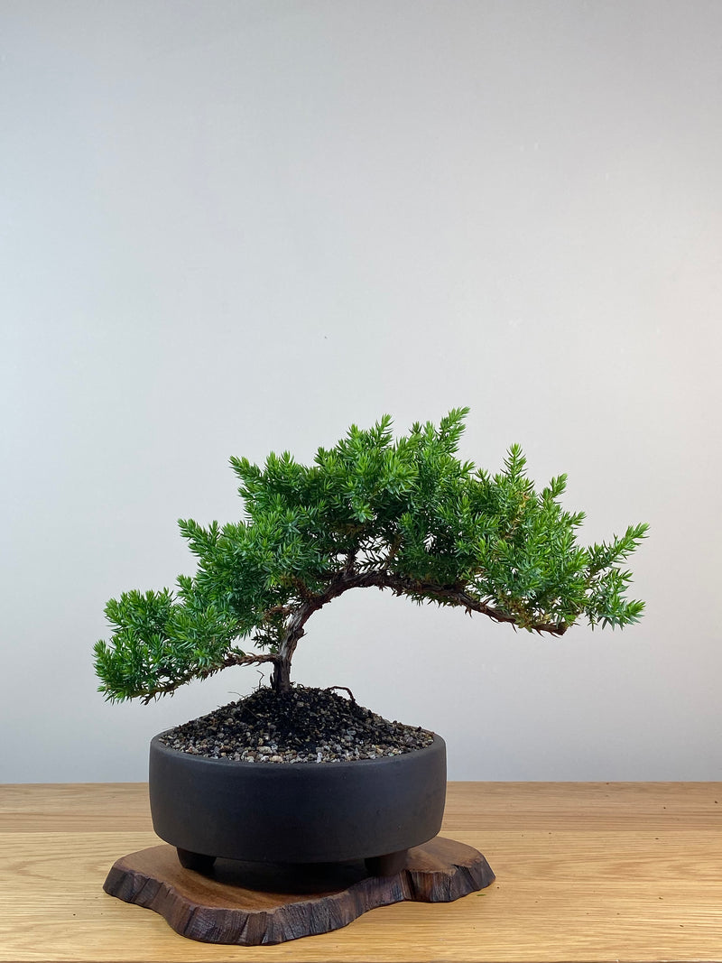 JAPANESE JUNIPER (X228)