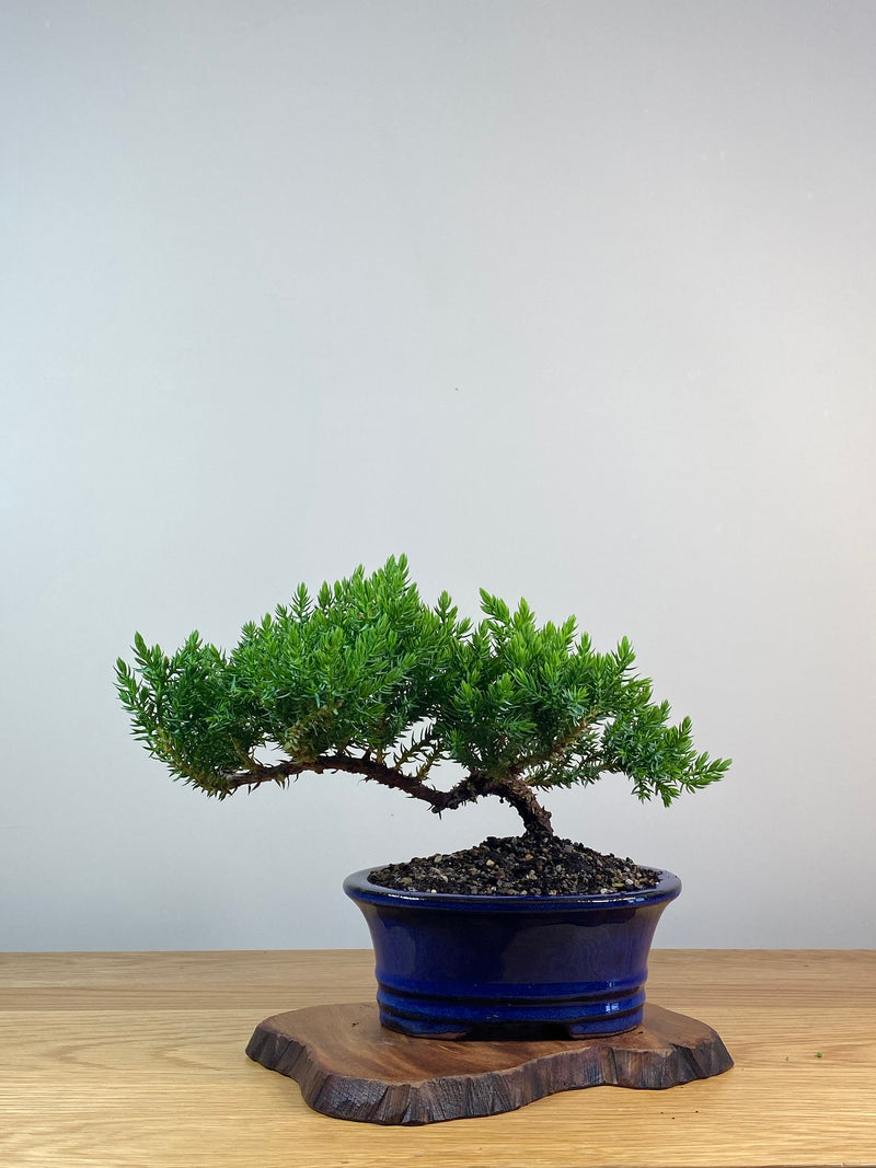 JAPANESE JUNIPER (X247)