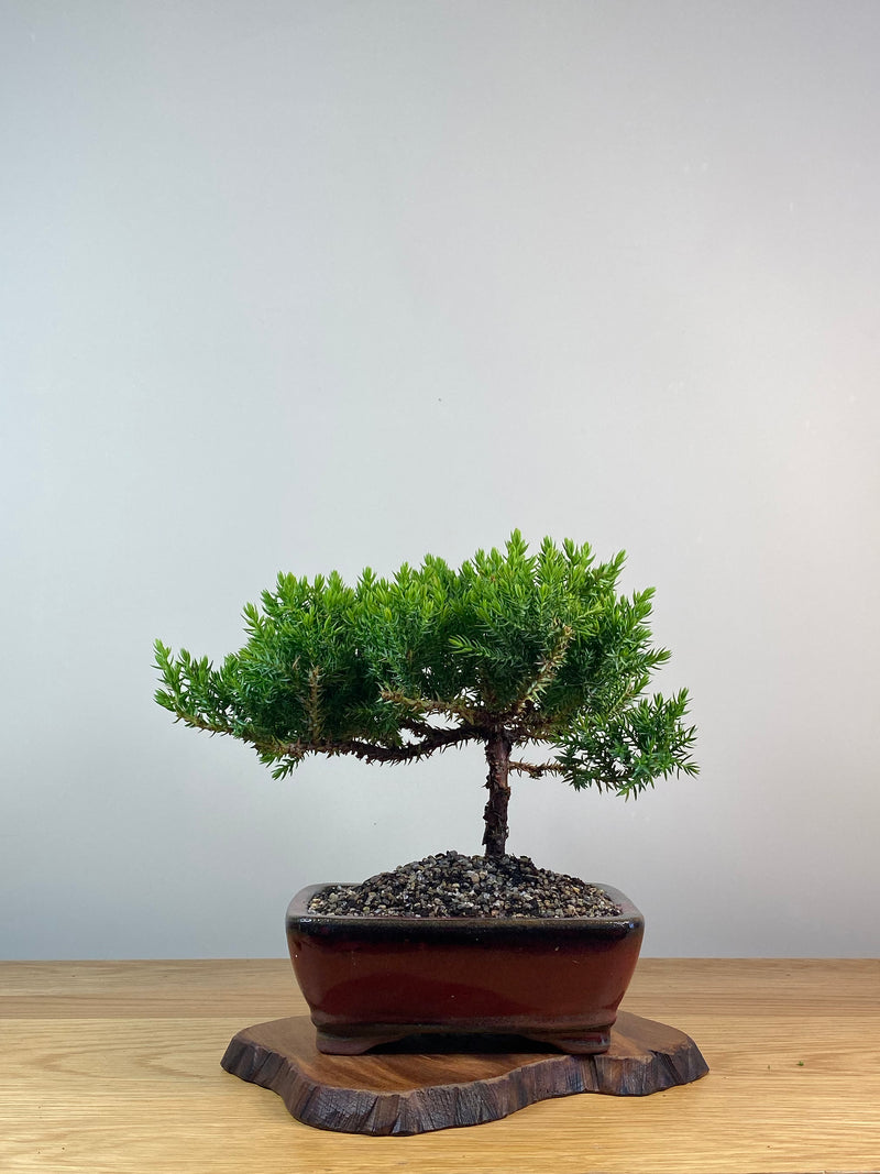 JAPANESE JUNIPER (X256)