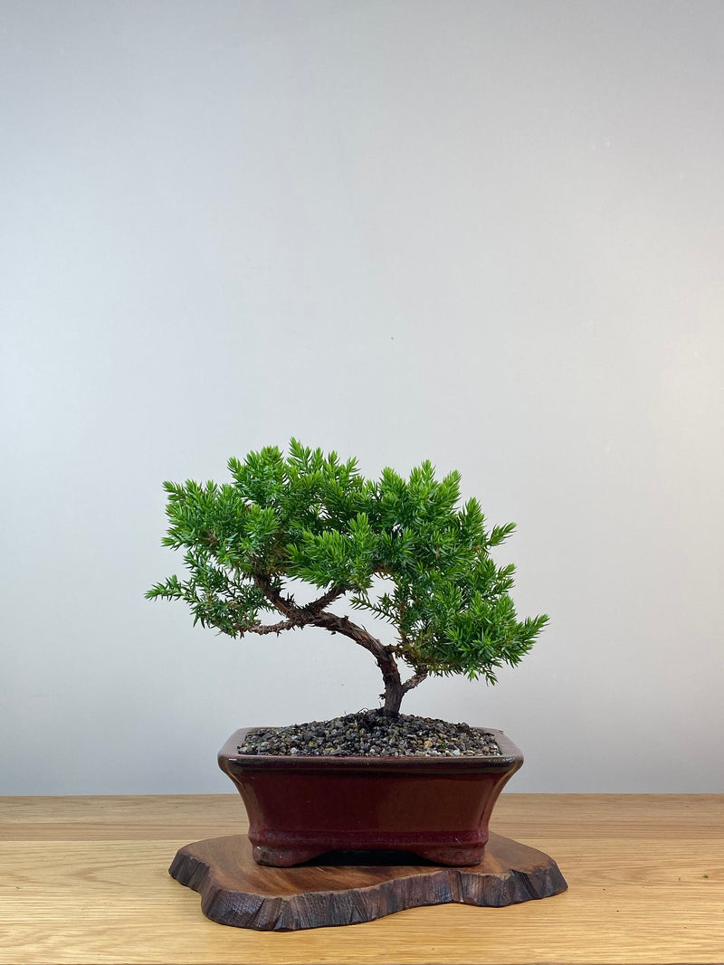 JAPANESE JUNIPER (X260)