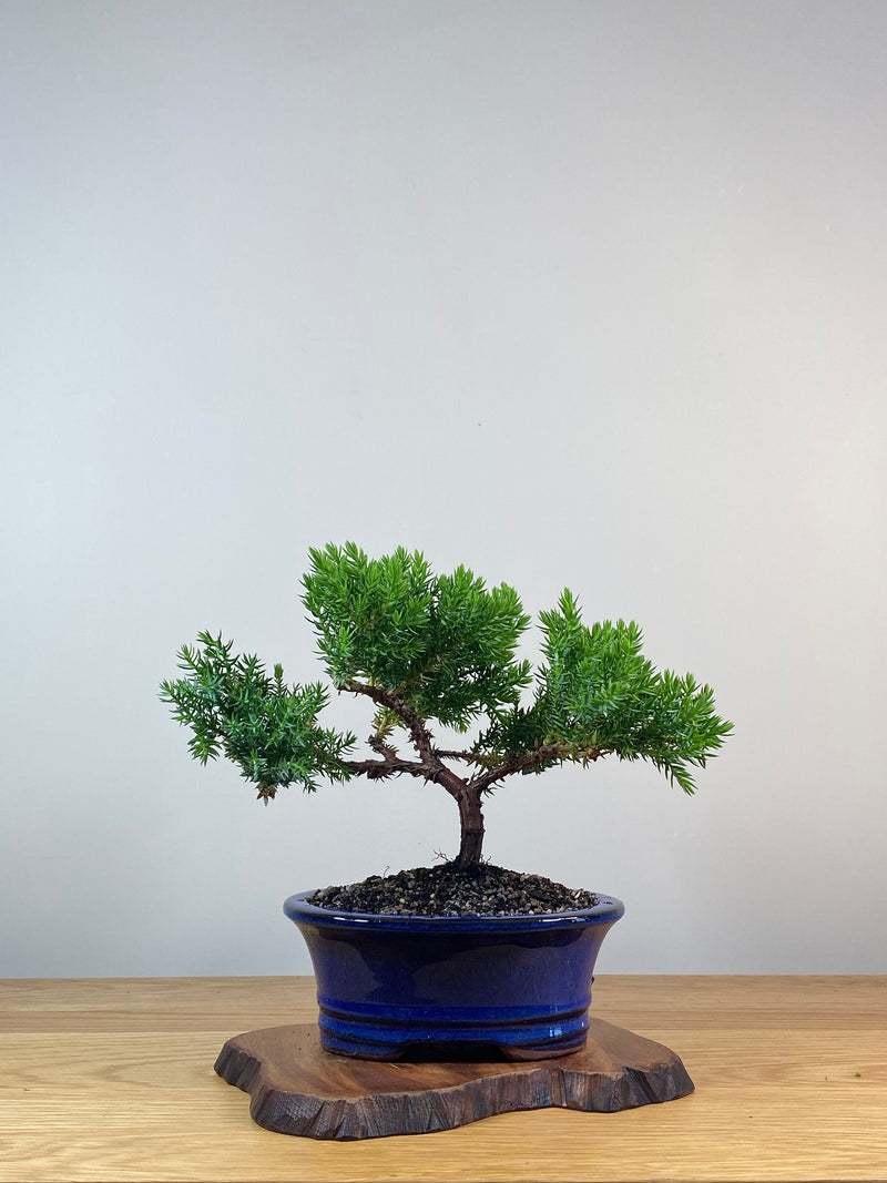 JAPANESE JUNIPER (X262)