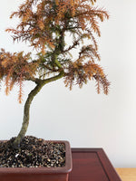 JAPANESE CEDAR (NATURALISTIC)