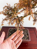 JAPANESE CEDAR (NATURALISTIC)