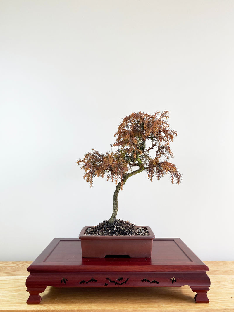 JAPANESE CEDAR (NATURALISTIC)